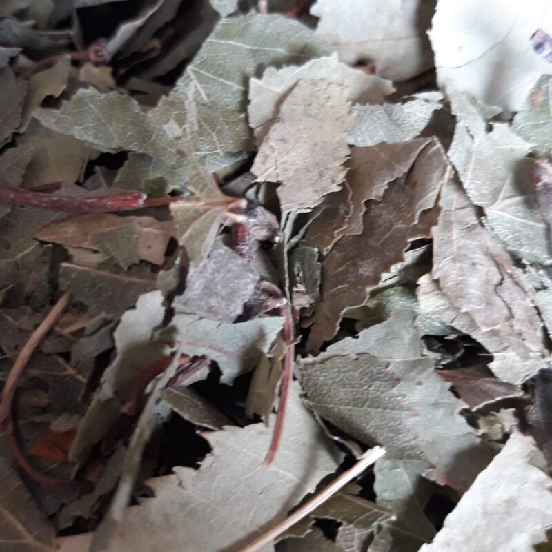 Betula KG