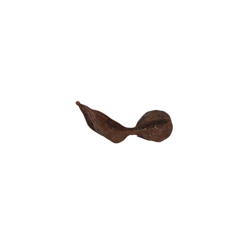 Fava Arida