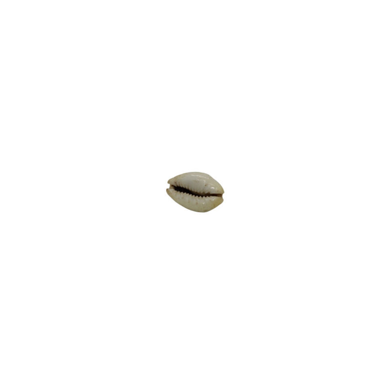 Buzio Gema Africano (KG) 2-3cm