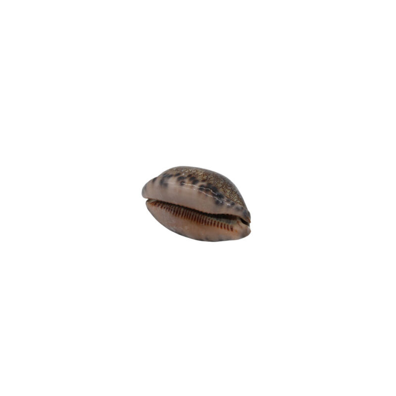 Buzio Castanho Mauritania (UND) 3-5cm