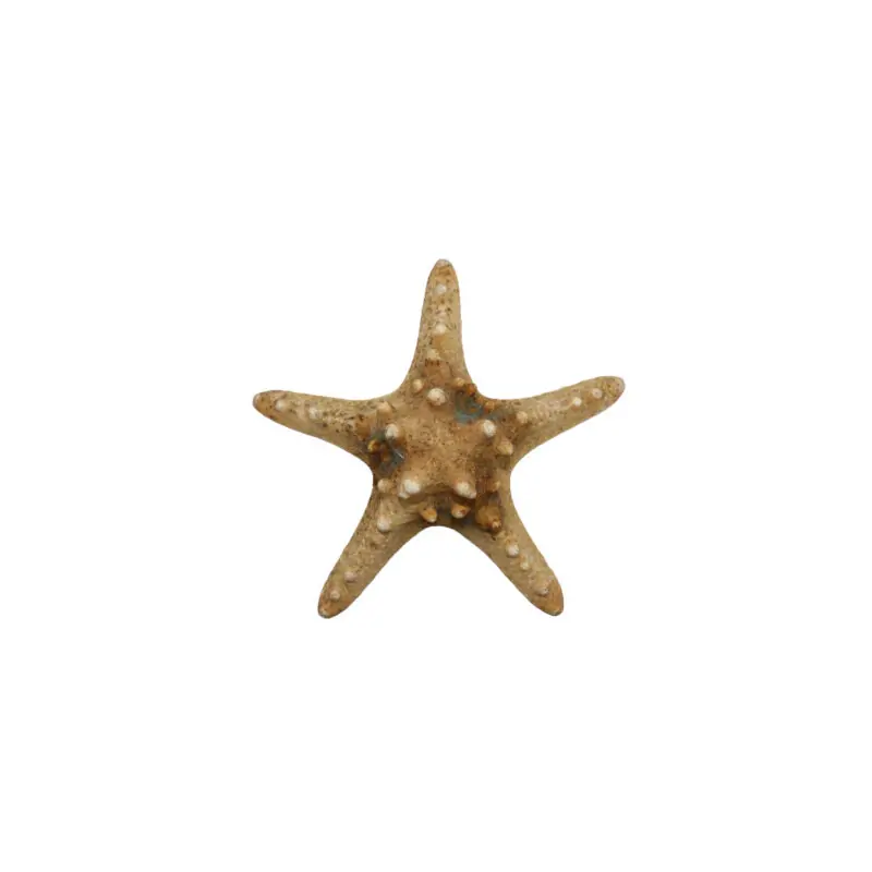 Estrelas do Mar 10-12cm UND
