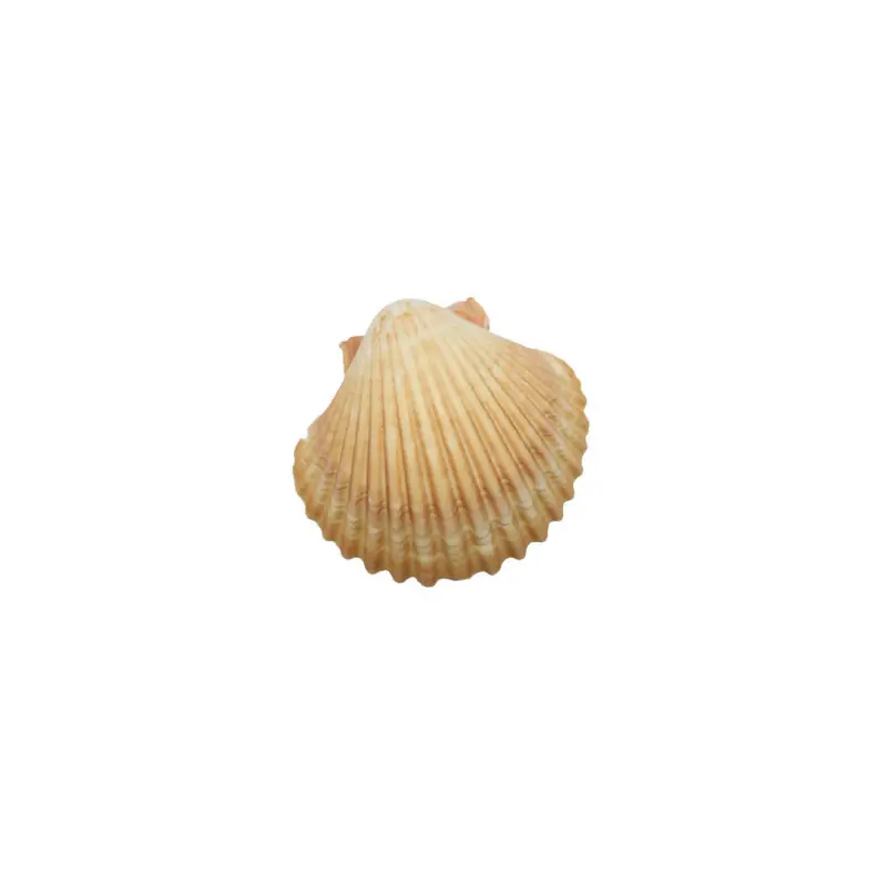 Conchas Shell